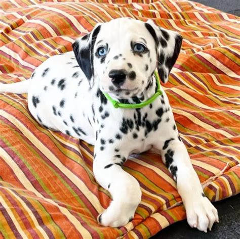 15 Adorable Photos Of Dalmatian Puppies With Pure Beauty