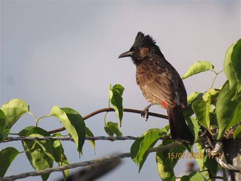 Red Vented Bulbul Project Noah