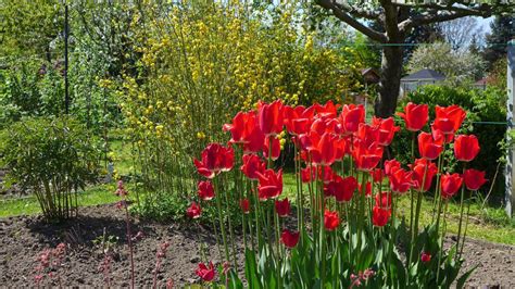 Fruehling Im Garten Pillnitzer Gartenfreunde