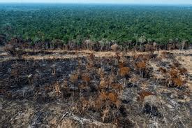 CORRE AQUI MARINA Desmatamento na Amazônia bate recorde em fevereiro