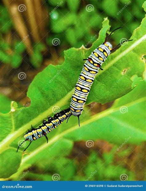 Caterpillar, Butterfly Caterpillar, Yellow-black Striped Caterpillar