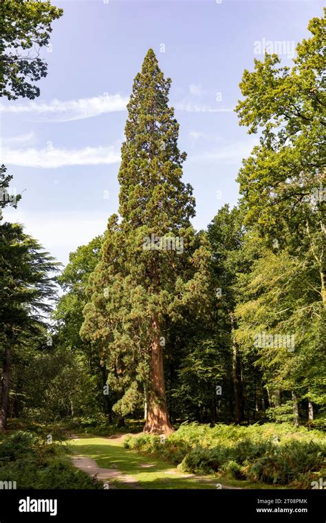 Sequoiadendron Giganteum Giant Redwood Trees Wellingtonia On The Tall