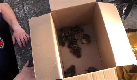 Firefighters Rescue 10 Ducklings From Storm Drain Extraie