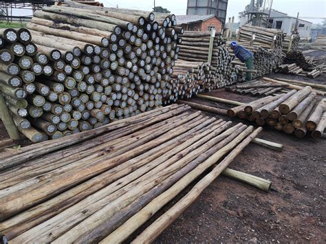 Prime Poles Cca Treated Gum Poles At Competitive Prices