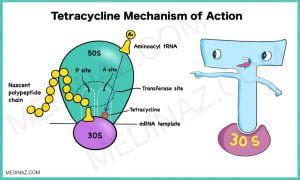 Tetracycline Antibiotics: Uses, mechanism of action, side-effects - Medinaz