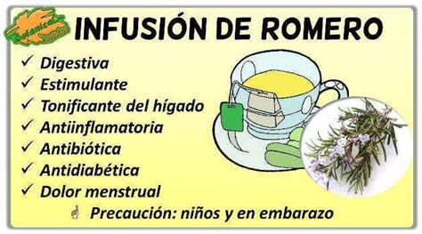 C Mo Hacer Infusi N De Romero Y Propiedades Botanical Online