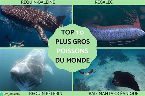 Top Des Plus Grands Poissons Du Monde Noms Et Photos