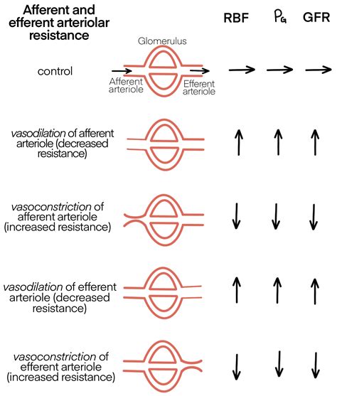 Afferent Arteriole And Efferent Arteriole