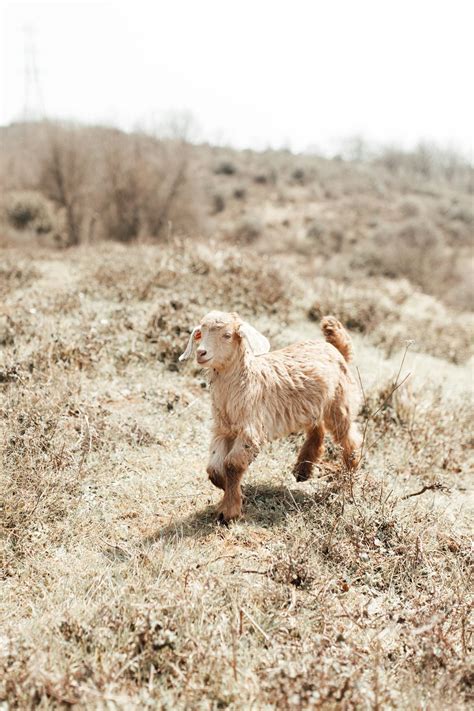 Free stock photo of animal, countryside, cute