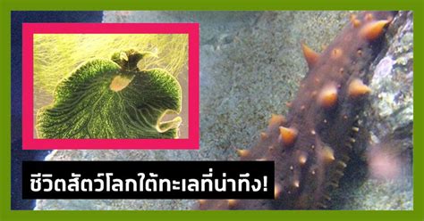 คลังความรู้ By Spokedark ความเร้นลับใต้ทะเล สารพัดสัตว์น้ำกับความ