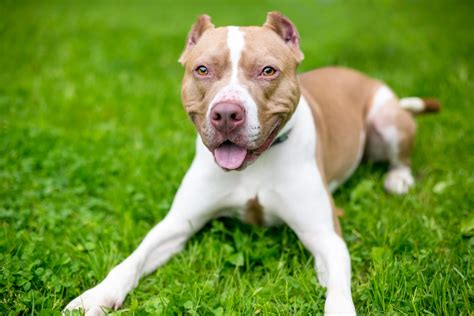 American Pit Bull Terrier Dog Breed Facts History Health Traits And