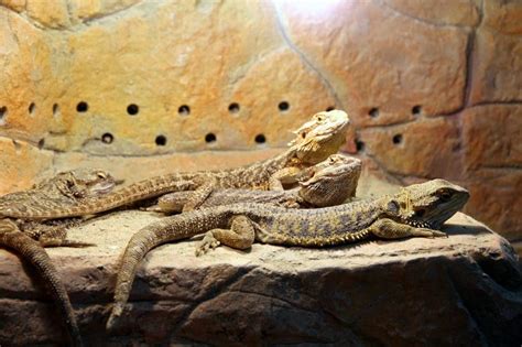 Bearded Dragon Cage Setup Guide - Reptile Care - All Pet Care