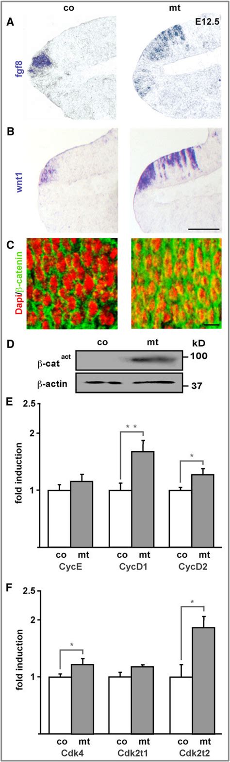 Ectopic FGF Expression And Wnt Signaling Concomitant With Increased