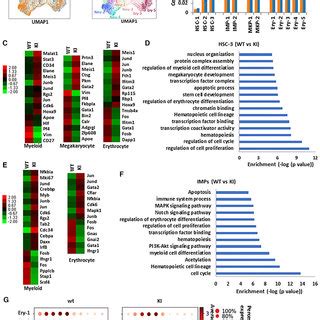 Scheme Of The Chicken Globin Gene Domain The Silencer Enhancer And