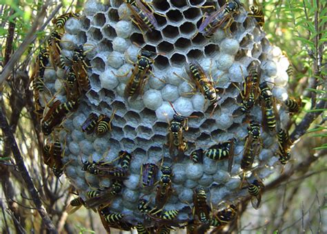 Wasp Yellowjackets And Hornet Removal