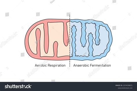 Mitochondria Structure Aerobic Anaerobic Respiration Scientific Stock