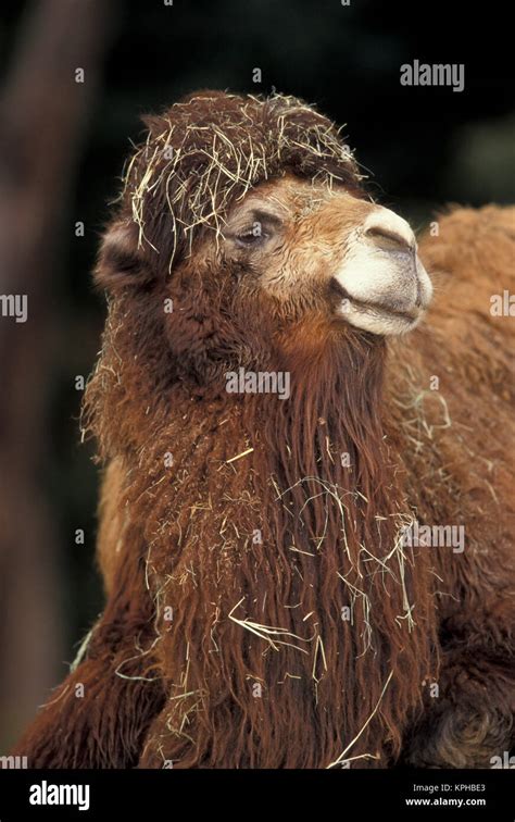 Central Asia Two Humped Dromedary Bactrian Stock Photo Alamy