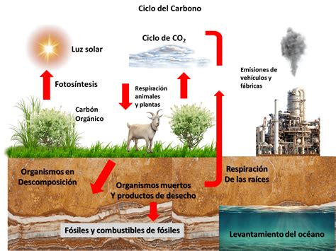 El Ciclo Del Carbono En El Ecosistema Las Plantas Y La Huella De