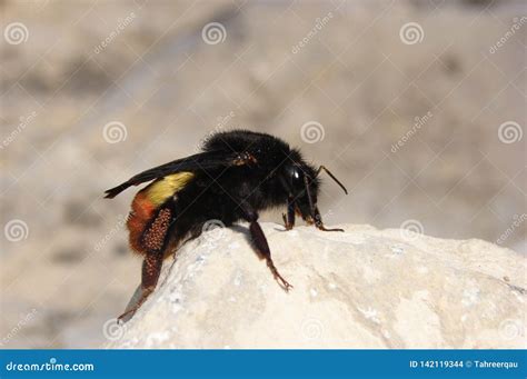 Carpenter bee stock photo. Image of sting, insect, insects - 142119344