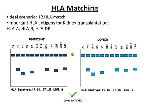 Organ transplantation and the hla system lecture