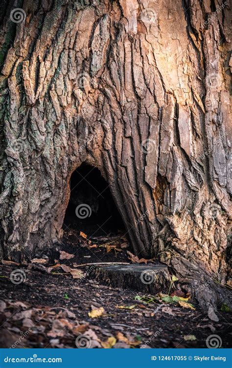 Hobbit Hole Stock Image Image Of Sunset Tree Stump 124617055