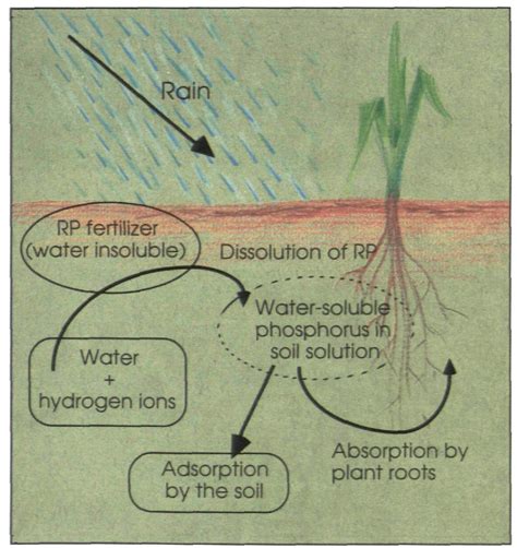 Figure From Rock Phosphates Are Poor Fertilizers For Non Leaching