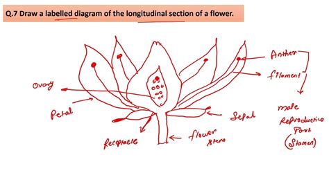 Draw A Labelled Diagram Of The Longitudinal Section Of A Flower Youtube