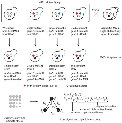 Sga Synthetic Genetic Array Analysis For Systematically Screening