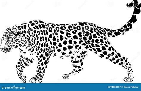 Leopard Stock Vector Illustration Of Carnivore Leopard