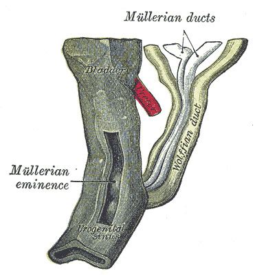 Embryology Wolffian Ducts Statpearls Ncbi Bookshelf