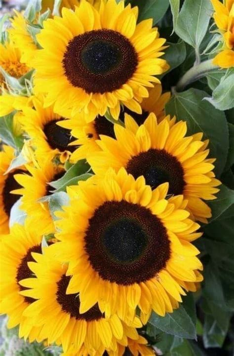 Pin De Sandy Labrie En Sunflowers Cultivo De Girasoles Fotograf A