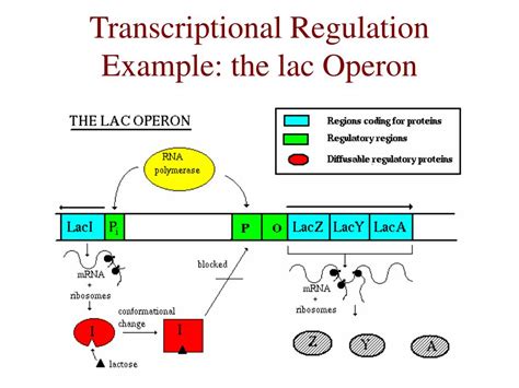 PPT Inferring Regulatory Networks From Gene Expression Data