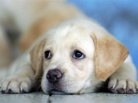 Cute Labrador Puppy Hd Desktop Wallpaper Widescreen High