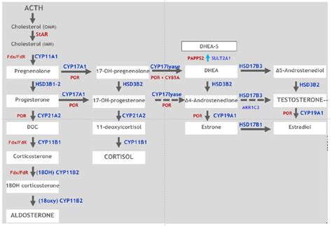 Sexes Free Full Text Non Classic Congenital Adrenal Hyperplasia In