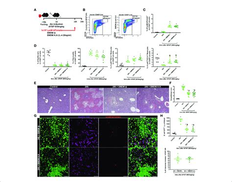 Cellular Therapy With Bone Marrow Derived Macrophages Reduce Liver