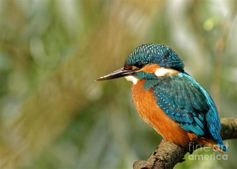 Poland In Junecommon Kingfisher Photograph By Tomasz Kubis