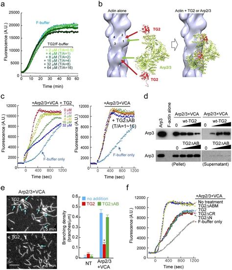 Tagln2 Inhibits Arp23 Complex Mediated Nucleation Of Branched Download Scientific Diagram