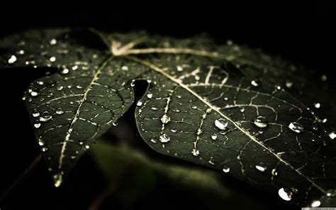 Descargar Fondos De Pantalla Hojas Con El Roc O Macro Plantas Gotas