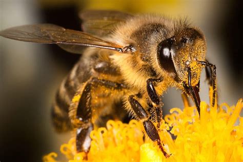 Día Mundial De Las Abejas El Motivo Por El Que Son Tan Importantes