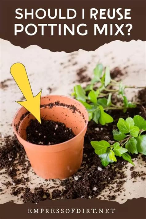 Can You Reuse Potting Soil Find Out Here