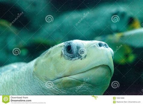 Olivacea Verde Oliva Del Lepidochelys De La Tortuga De Mar Del Ridley Foto De Archivo Imagen