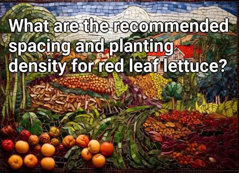 What are the recommended spacing and planting density for red leaf ...