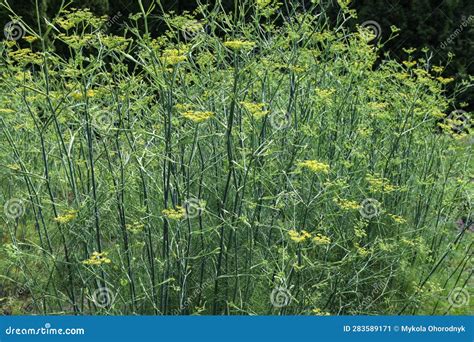 Close Up Of Fennel Growing Foeniculum Vulgare Stock Image Image Of