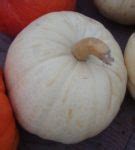 Pumpkin - Casper - St. Clare Heirloom Seeds