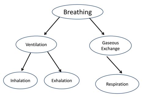 Breathing And The Respiratory System Ppt Download