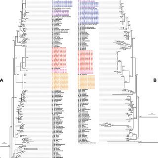 Phylogenetic Trees Respectively Based On The Mitochondrial DNA And