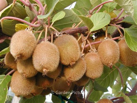 Actinidia Deliciosa Jenny Plantentuin Esveld