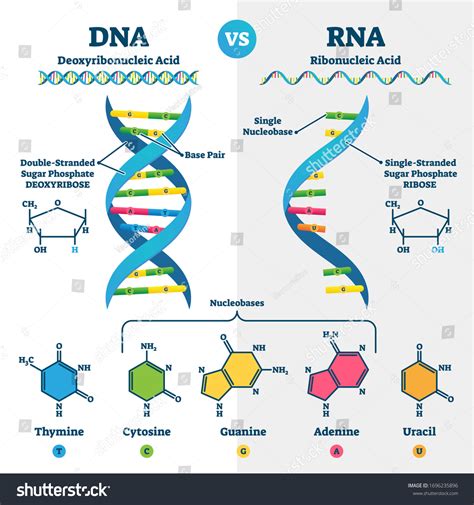 Dna Vs Rna Vector Illustration Educational Genetic Acid Explanation Porn Sex Picture