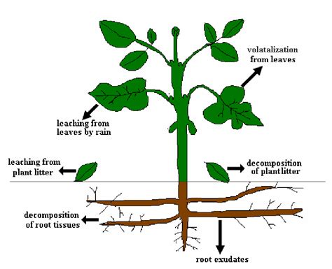 Mucilage Biosynthetic Process Involved In Seed Coat Development