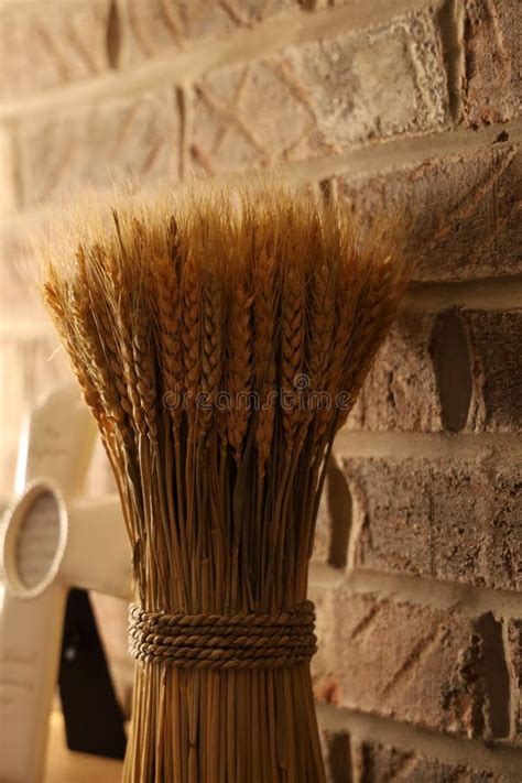 Closeup Of Bunch Of Wheat Ears Stock Image Image Of Harvest Gold